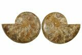 Jurassic Cut & Polished Ammonite Fossil - Madagascar #288330-1